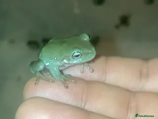 Frog reptiles Whites tree froglets - Advert 4