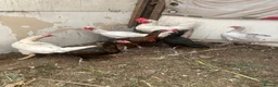 Mixed Breed poultry for sale: 8 chickens for sale in Nottingham - Advert 2