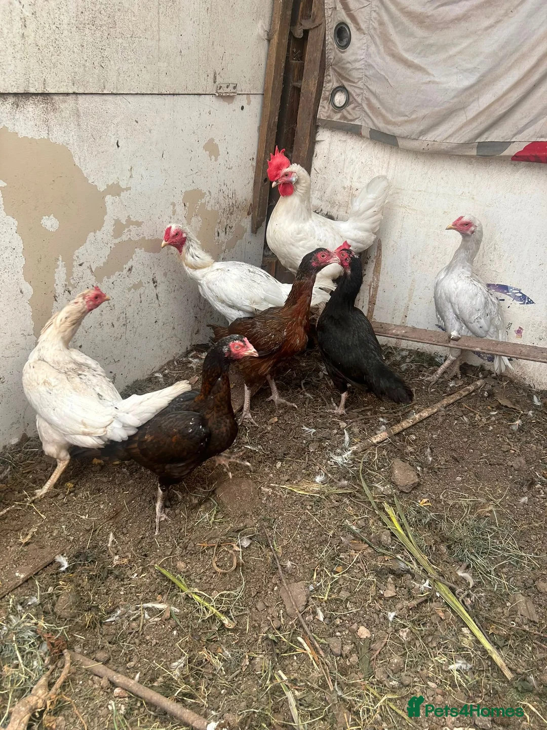 Mixed Breed poultry for sale: 8 chickens for sale in Nottingham - Advert 2