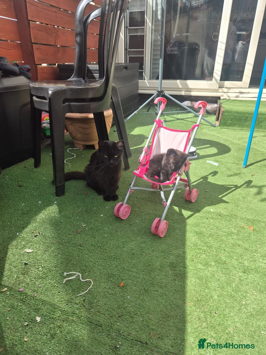 Mixed Breed cats for sale: 2 Boy Kittens in Mitcham - Advert 2