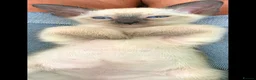 Siamese cats for sale: Beautiful Seal Point - Advert 2