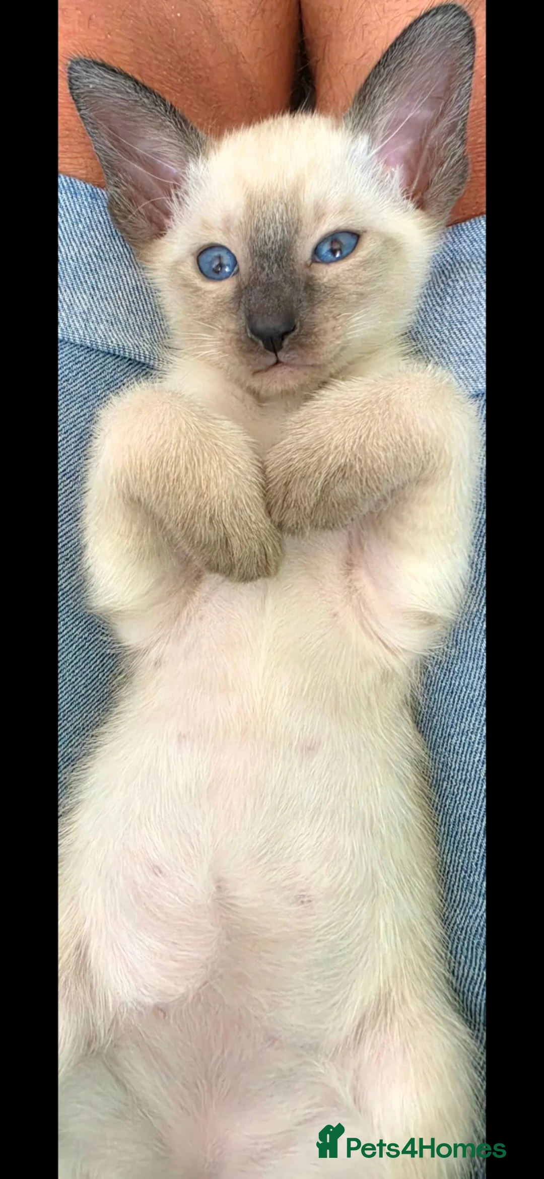 Siamese cats for sale: Beautiful Seal Point - Advert 2