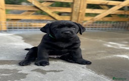 Labrador Retriever dogs for sale: KC CHAMPION LINE LABRADOR RETRIEVER PUPPIES - Image 5