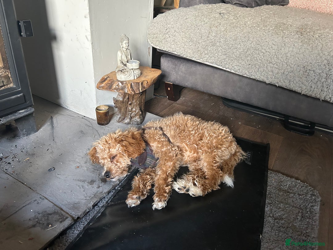 Cavachon dogs for sale: Cavapoochon  - Image 5