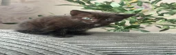Mixed Breed cats for sale: Adorable Kittens in Truro - Advert 9