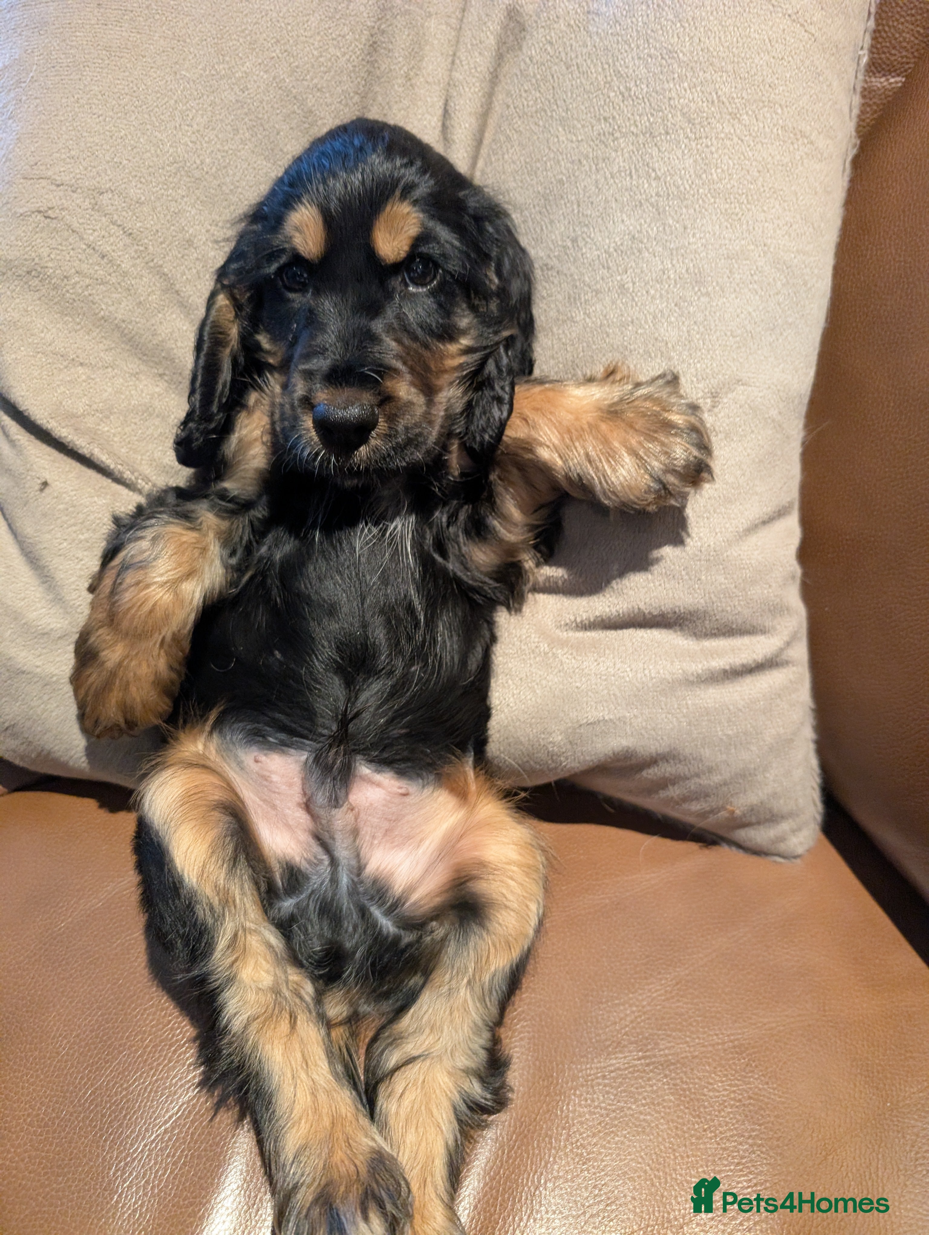 Cocker Spaniel dogs For sale - Advert 2
