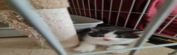 Mixed Breed cats for sale: Beautiful Plush, Fluffy Kittens - RAGBRITS CROSS - Advert 20