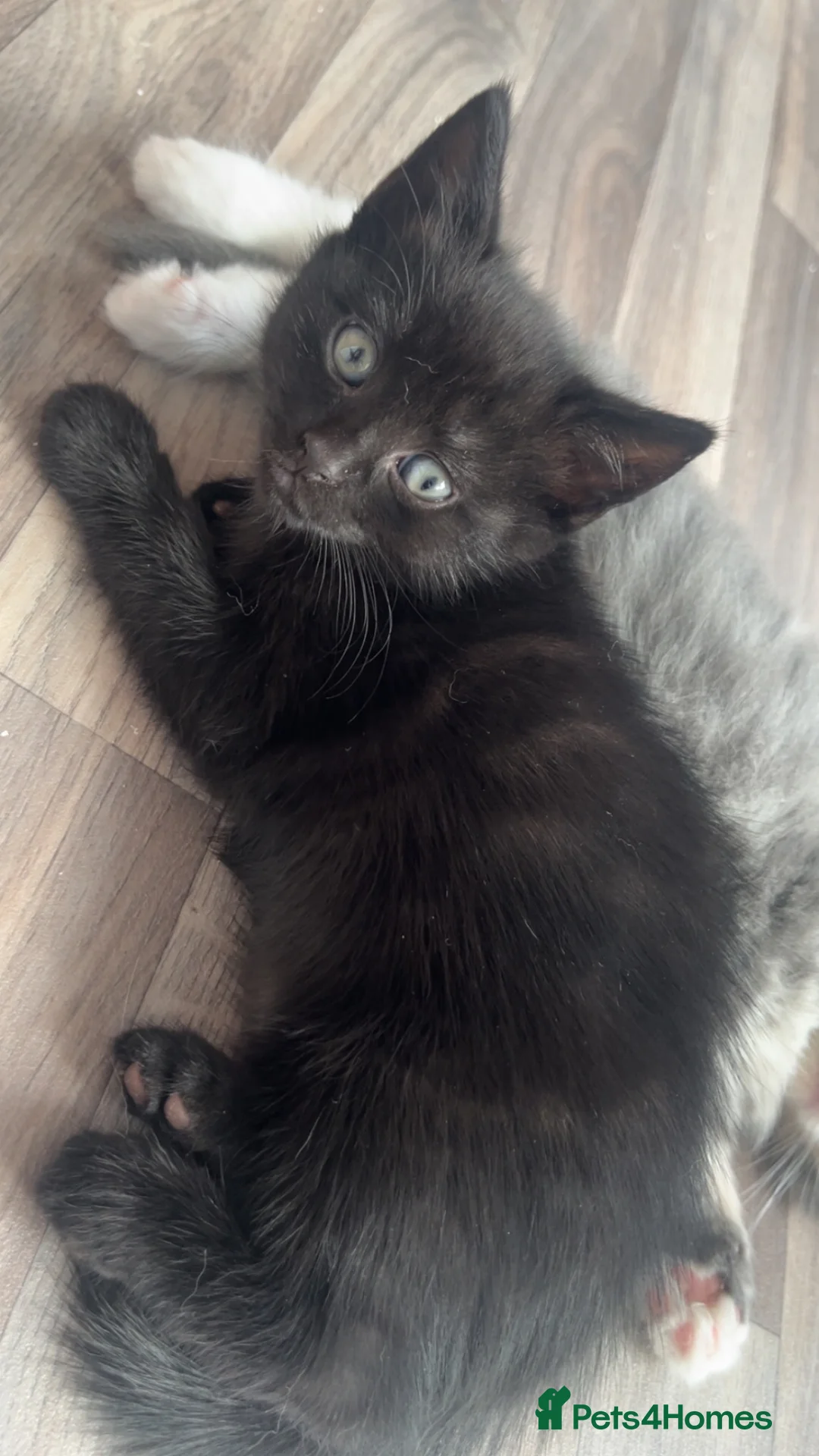 Mixed Breed cats for sale: 3 beautiful kittens  - Advert 1