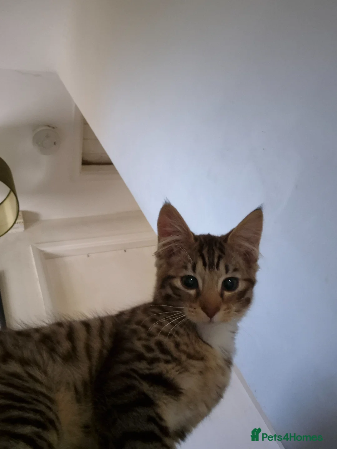 Mixed Breed cats for sale: 1 kitten for sale - Advert 2