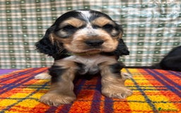 Cocker Spaniel dogs for sale: KC show type cocker spaniel  - READY NOW - Image 10