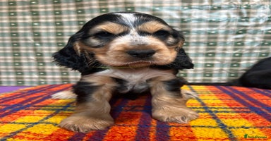Cocker Spaniel dogs - Advert 12