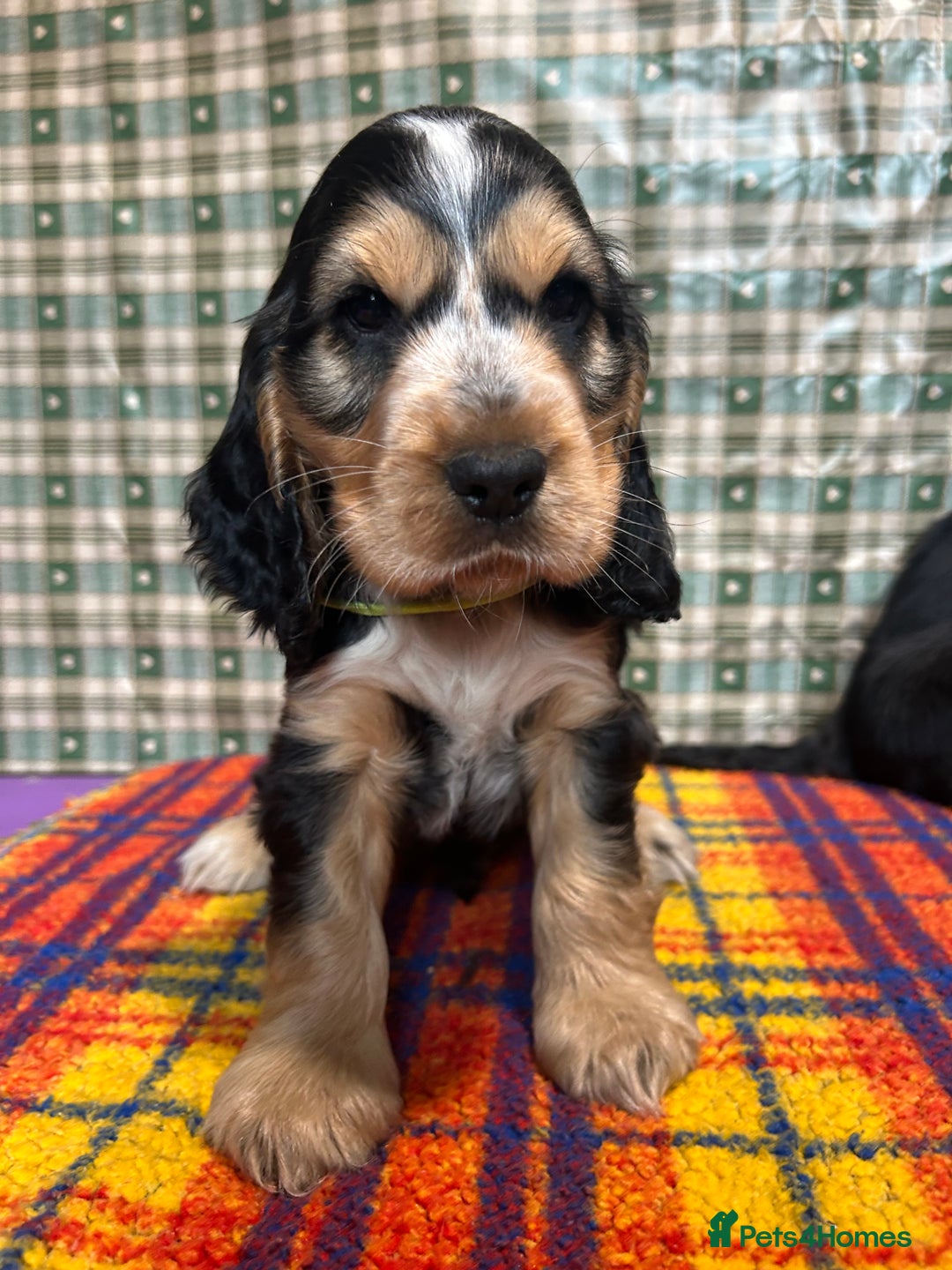 Cocker Spaniel dogs for sale: KC show type cocker spaniel  - READY NOW - Image 10