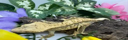 Gecko reptiles for sale: Crested gecko collection for sale  - Advert 12