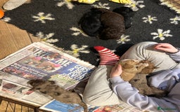 Cockapoo dogs for sale: Cockapoo puppies - Advert 19