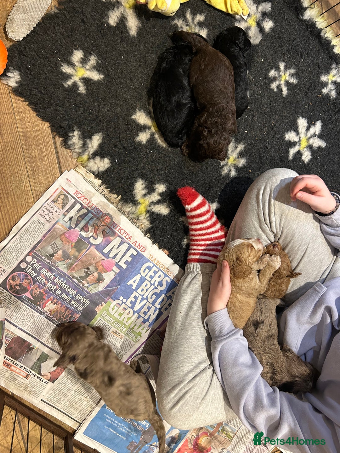 Cockapoo dogs for sale: Cockapoo puppies - Advert 19