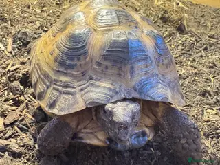 Hermann Tortoise reptiles Beutiful Herman tortoise in Swadlincote - Advert 18