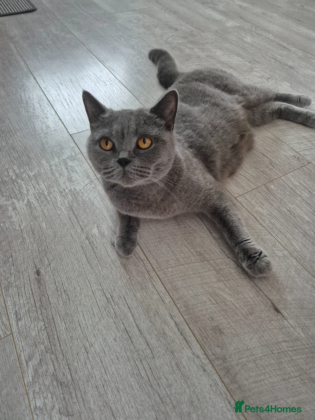 British Shorthair cats for sale: British sorthair - Advert 2
