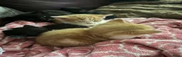 Mixed Breed cats for sale: Kittens Manchester - Advert 3