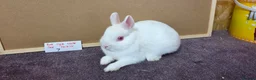 Netherland Dwarf rabbits for sale: Netherland dwarfs ready for new homes - Advert 7
