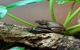Frog reptiles for sale: 2 Australian White Tree Frogs  - Image 2