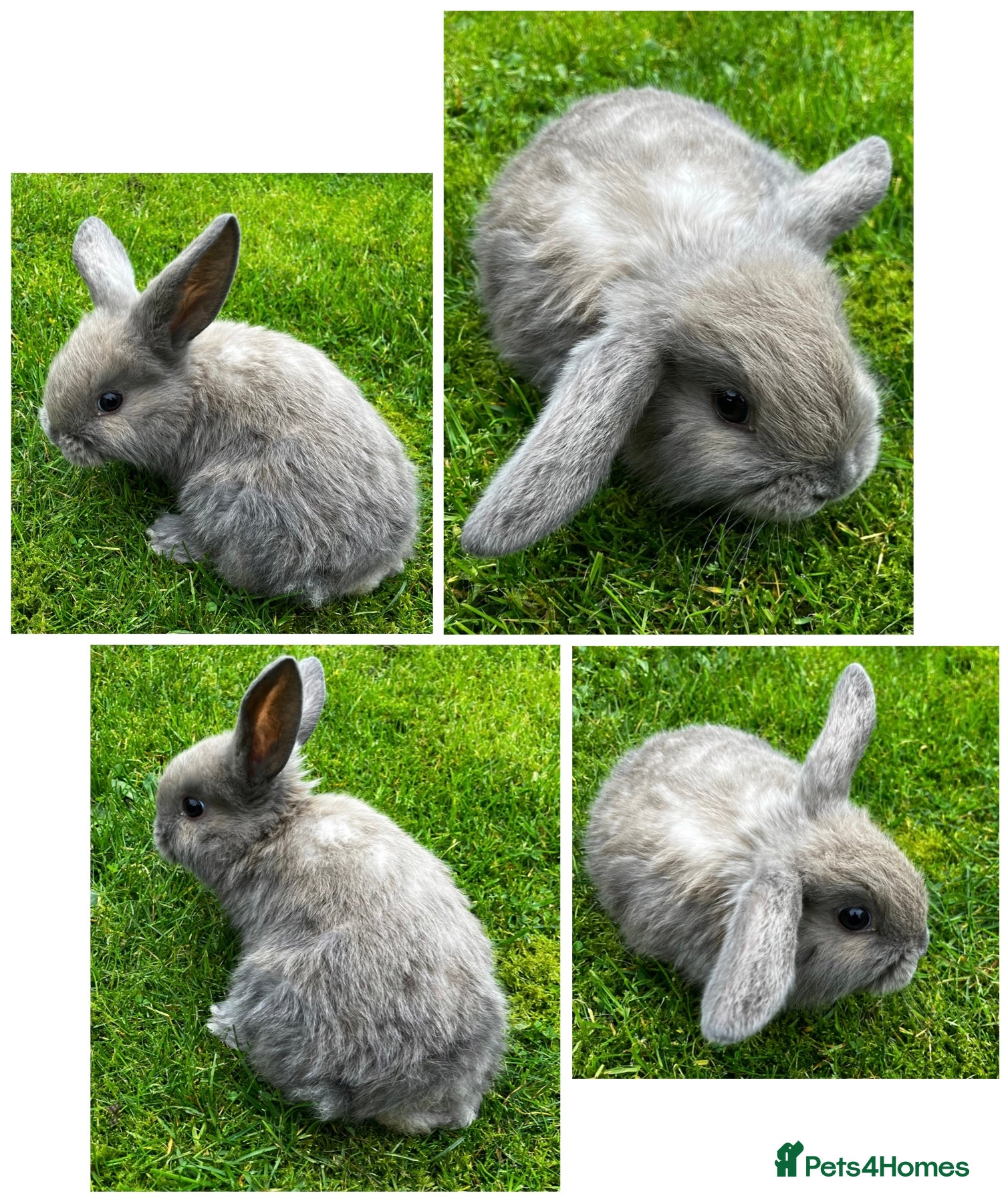 Dwarf Lop rabbits Nine Baby Dwarf Lops - Advert 1