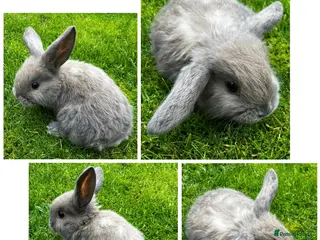 Dwarf Lop rabbits Nine Baby Dwarf Lops - Advert 1