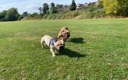 French Bulldog dogs for sale: Stunning male Frenchie  - Image 1