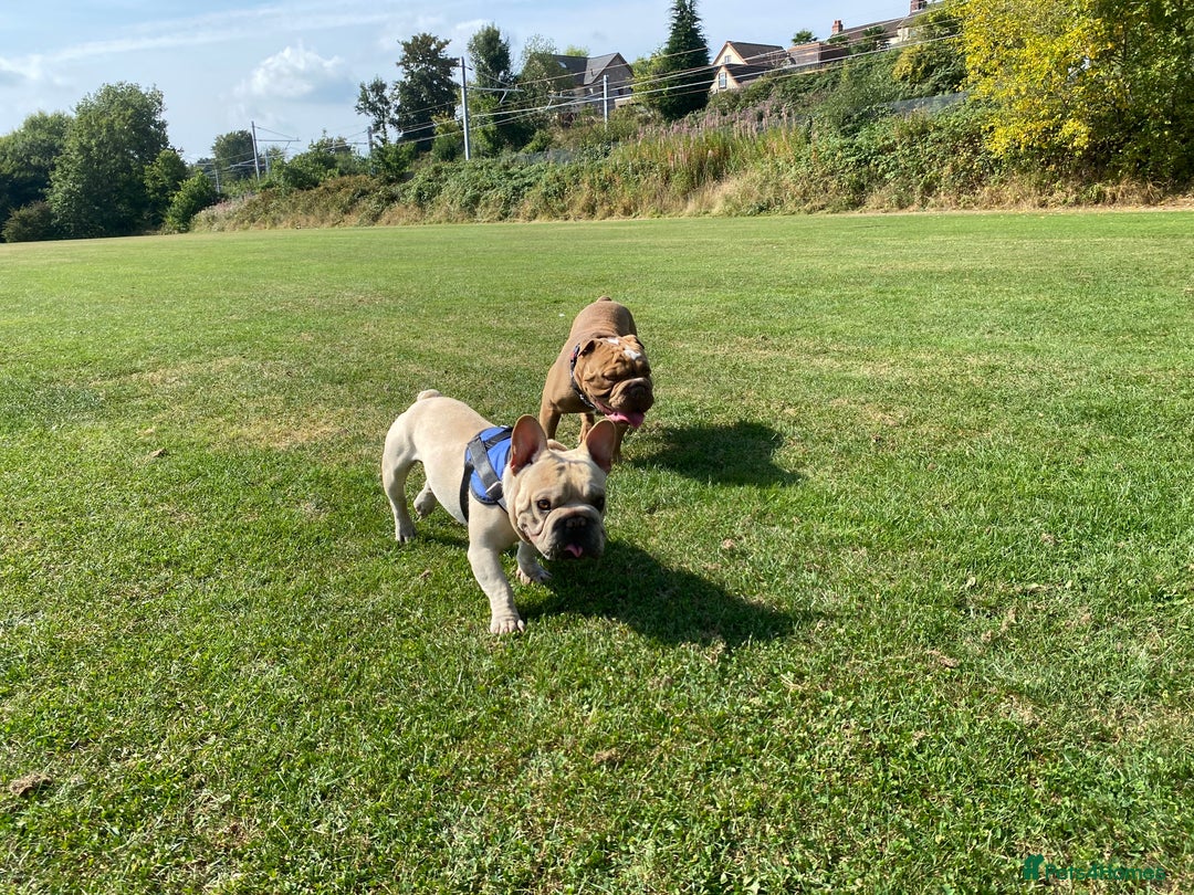 French Bulldog dogs for sale: Stunning male Frenchie  - Image 1