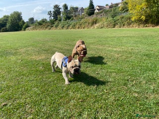 French Bulldog dogs - Advert 23