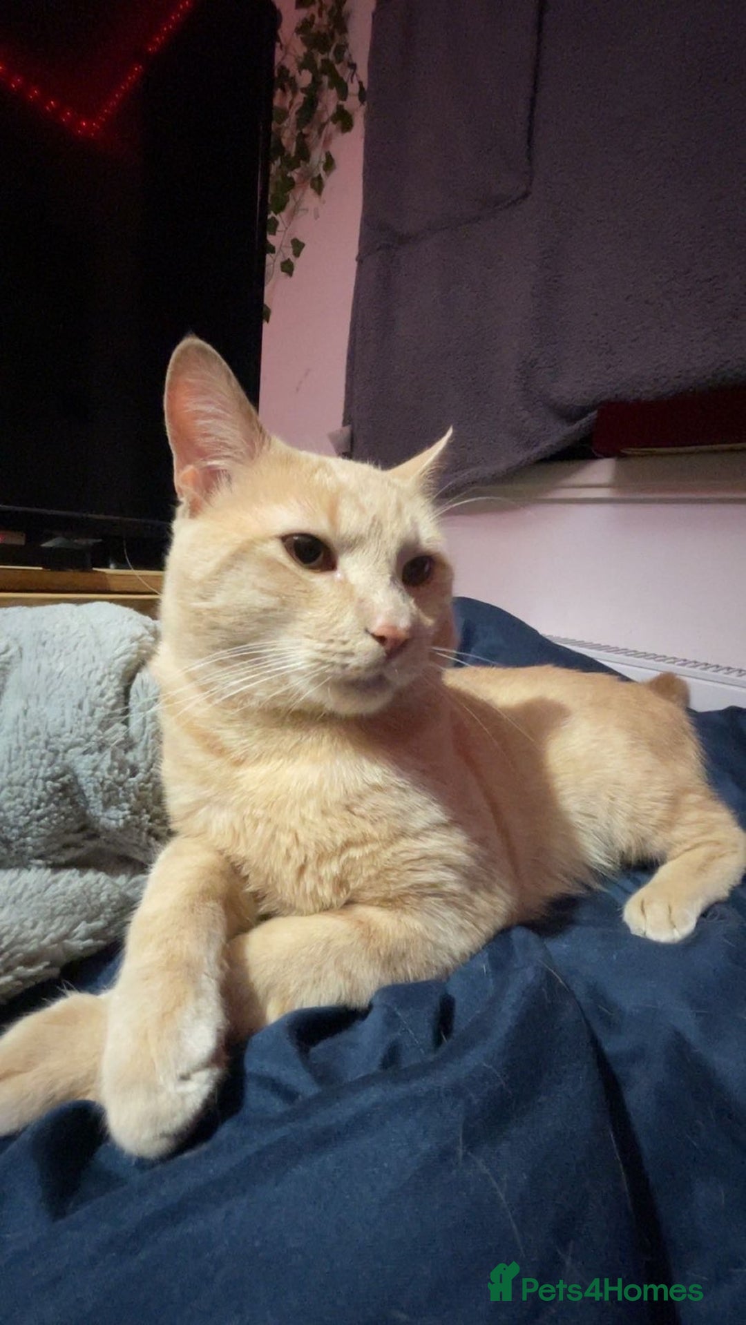 Mixed Breed cats for sale: Simba - Advert 7