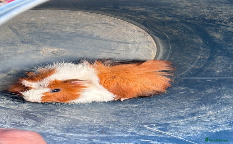 Guinea Pig rodents - Advert 2