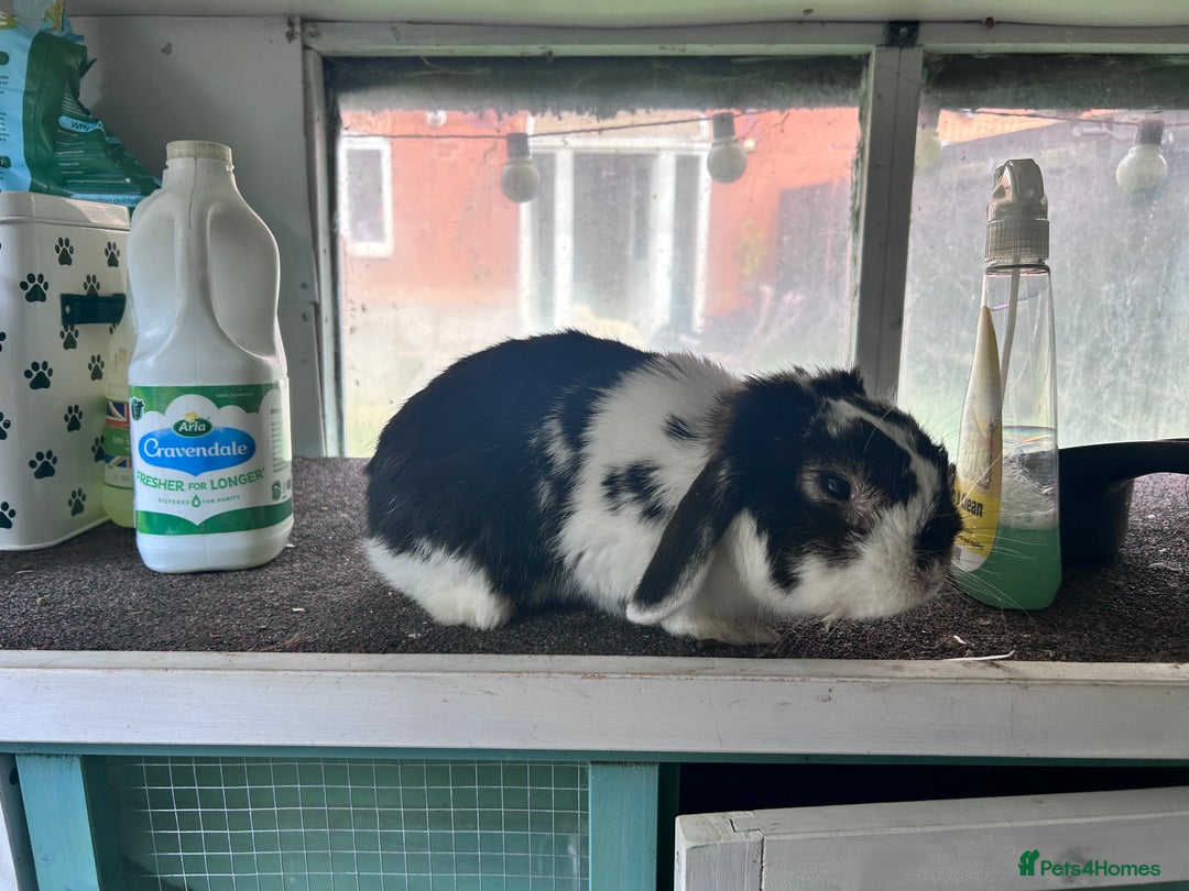 Mini Lop rabbits for sale: Male mini lop rabbit  - Image 4