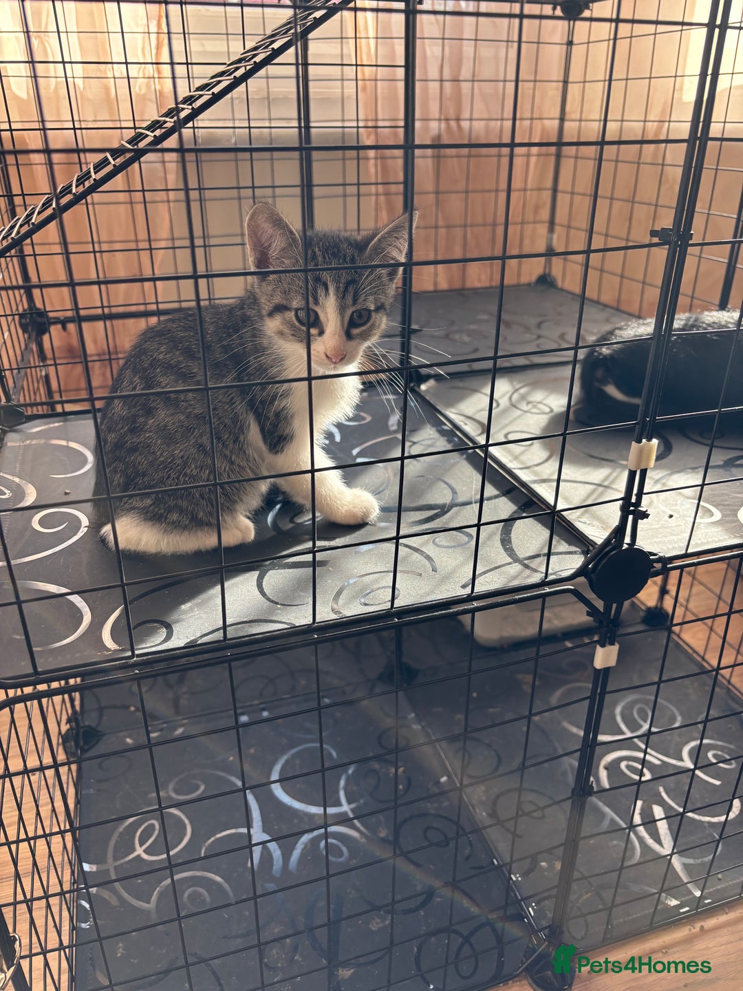 Mixed Breed cats for sale: 4 cute bundles of joy  - Image 4
