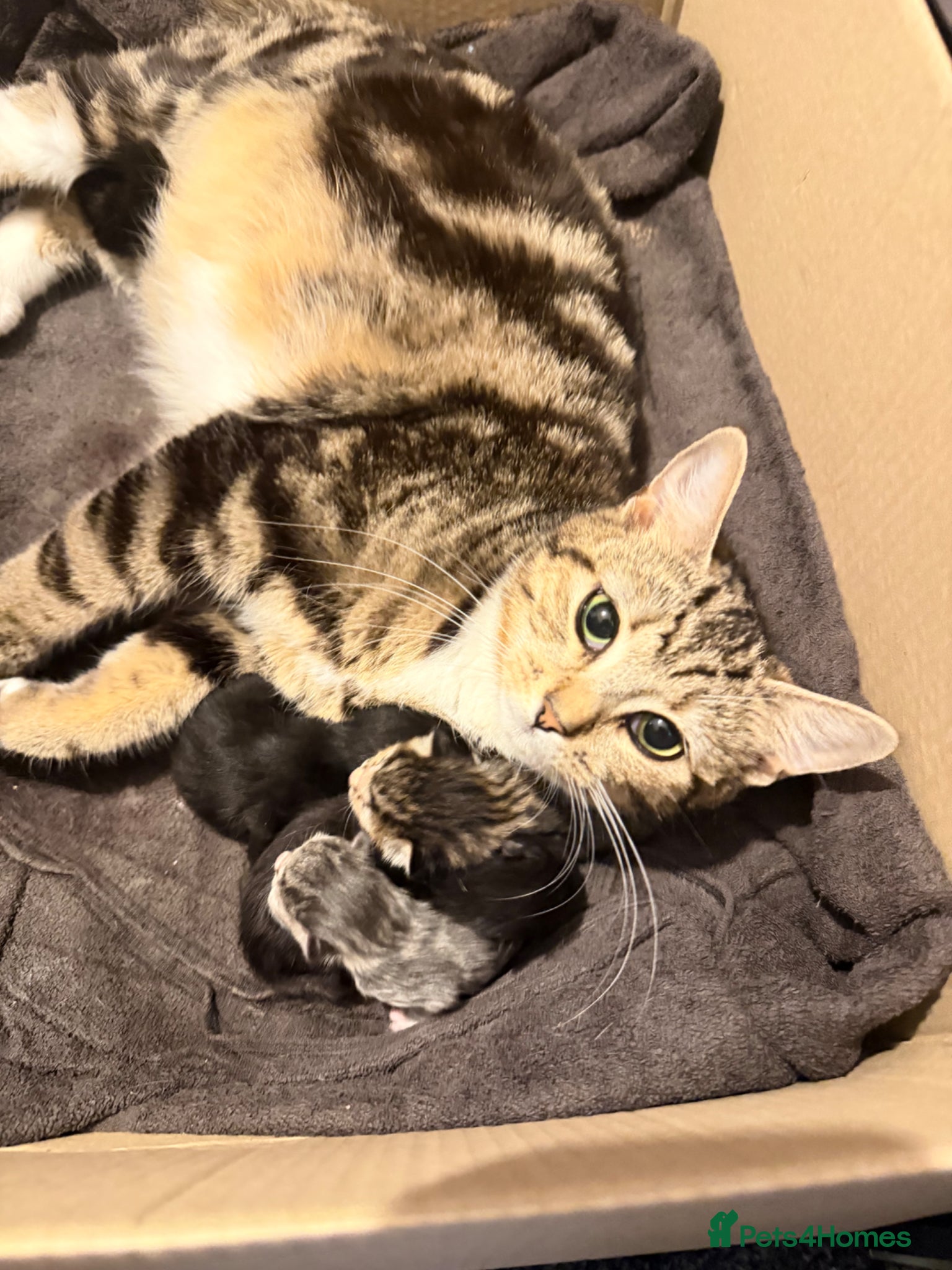 Mixed Breed cats I have 3 gorgeous kittens ready soon  - Advert 1
