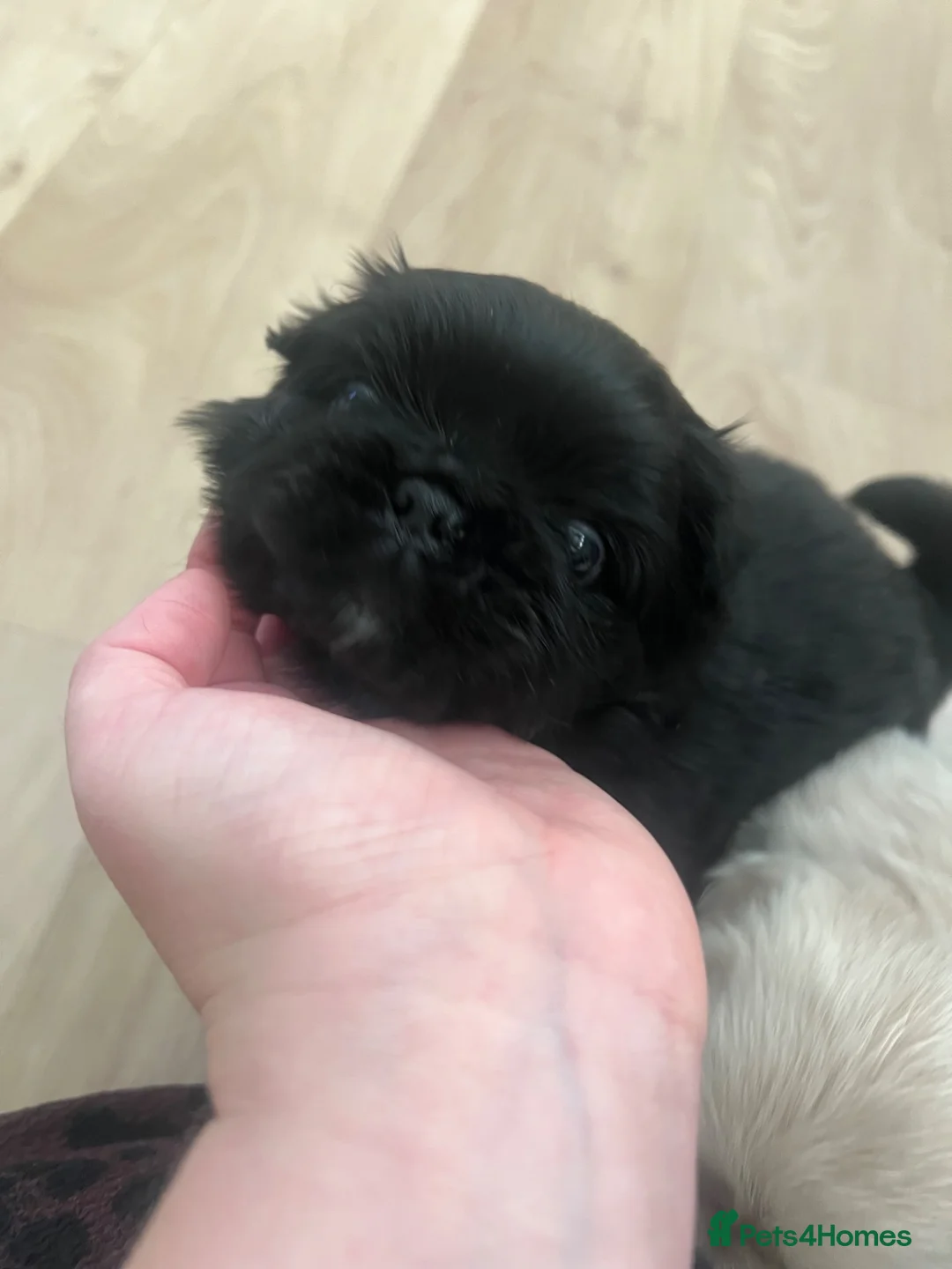 Frug dogs for sale: Fluffy Frug Boy - Advert 2