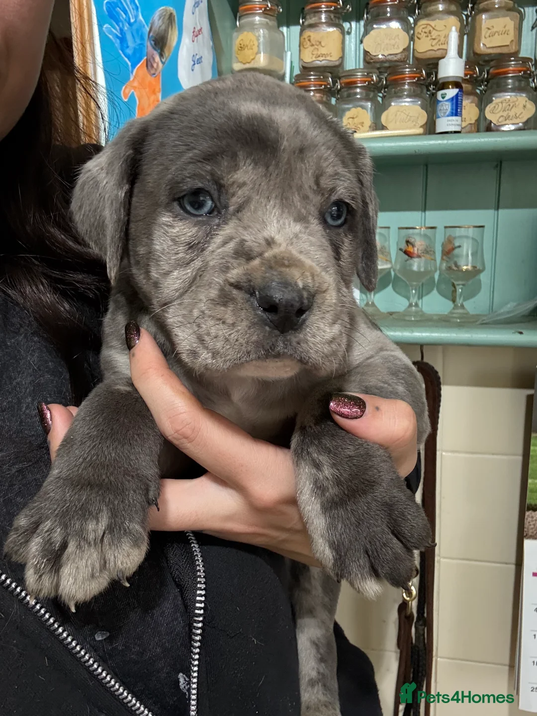 Mixed Breed dogs for sale: Cane Corso Puppies  - Advert 7