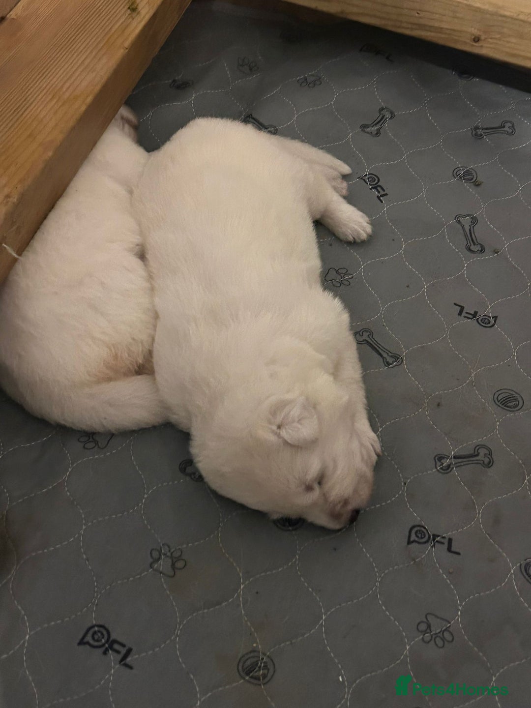 White Swiss Shepherd dogs for sale: World Champion Line White Swiss Shepherd Pups - Advert 4