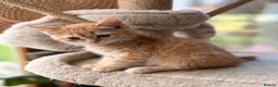 Persian cats for sale: BEAUTIFUL PERSIAN X KITTENS READY NOW - Advert 5