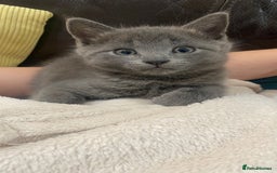 Mixed Breed cats for sale: 3 2 month old TORTIE x BRITISH SHORTHAIR KITTENS - Image 12