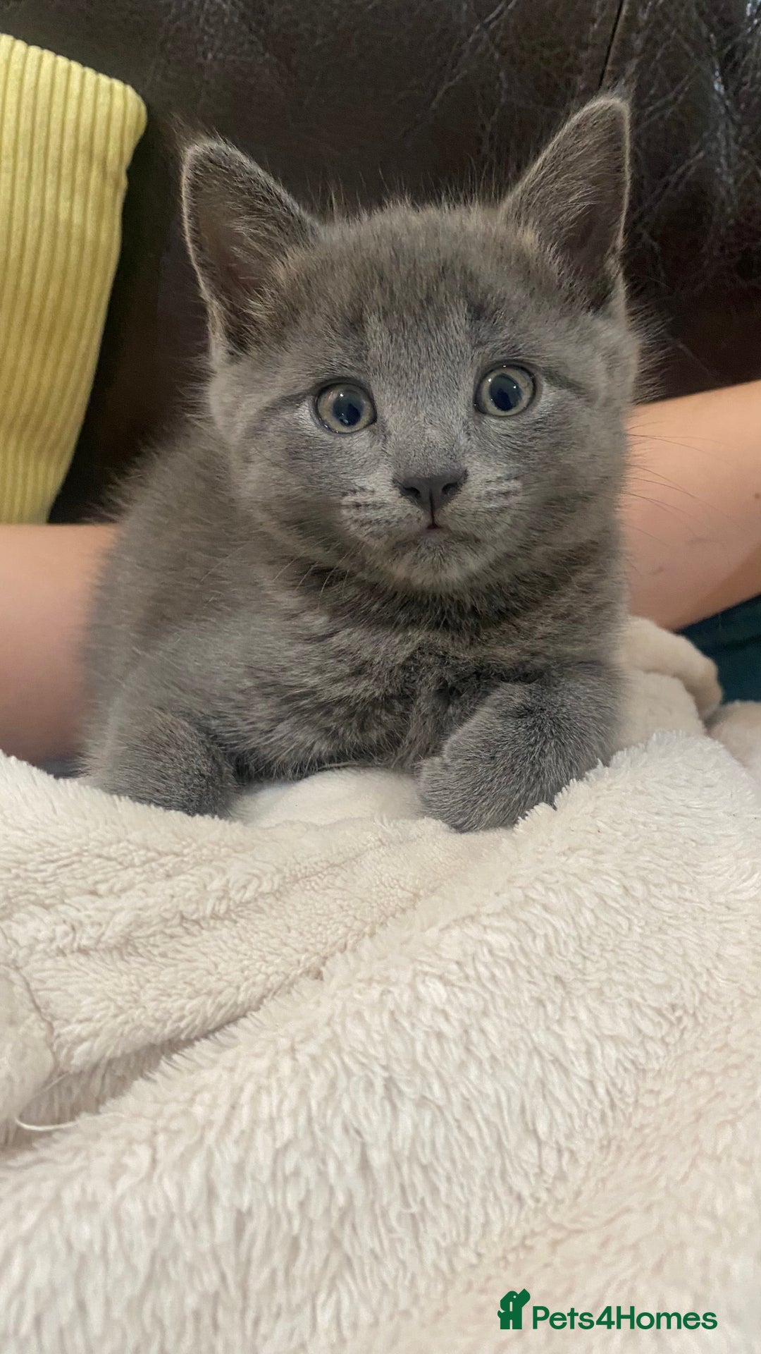 Mixed Breed cats for sale: 3 2 month old TORTIE x BRITISH SHORTHAIR KITTENS - Image 12