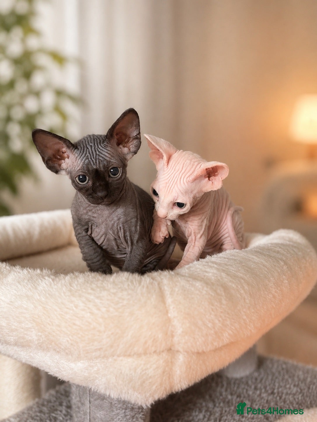 Sphynx cats Sphynx bambino kittens available 🐈‍⬛🐈 - Advert 2
