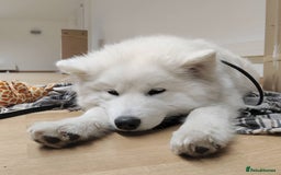 Samoyed dogs for sale: Adorable Samoyed Male For Rehome - Image 4