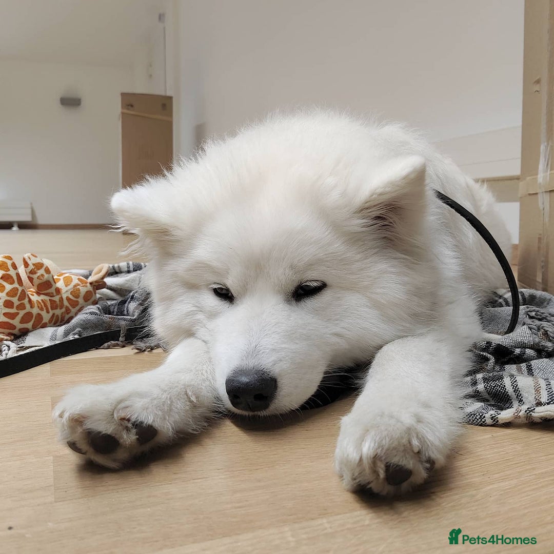 Samoyed dogs for sale: Adorable Samoyed Male For Rehome - Image 4