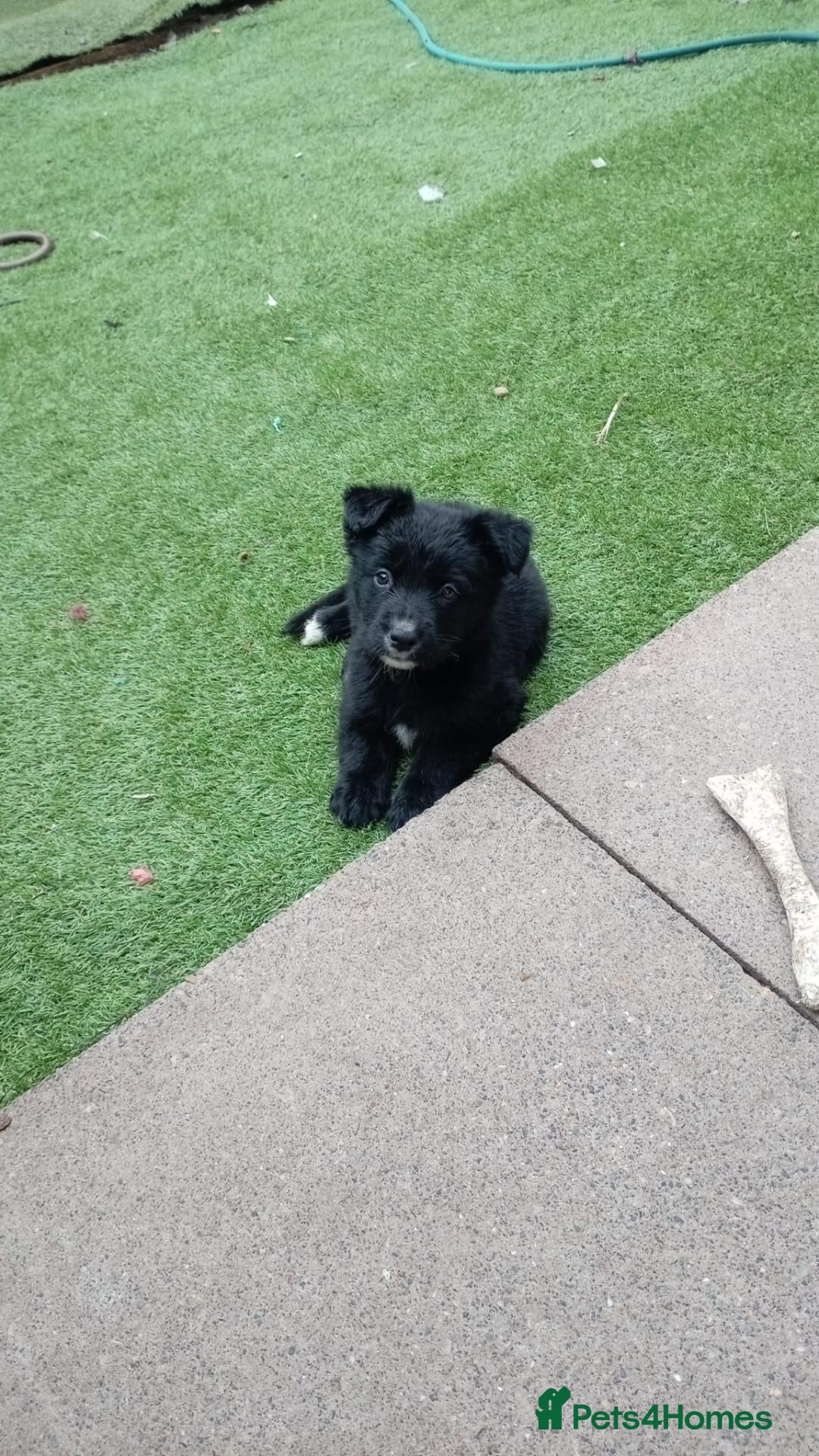 Mixed Breed dogs German Shepherd cross mali pup - Advert 17