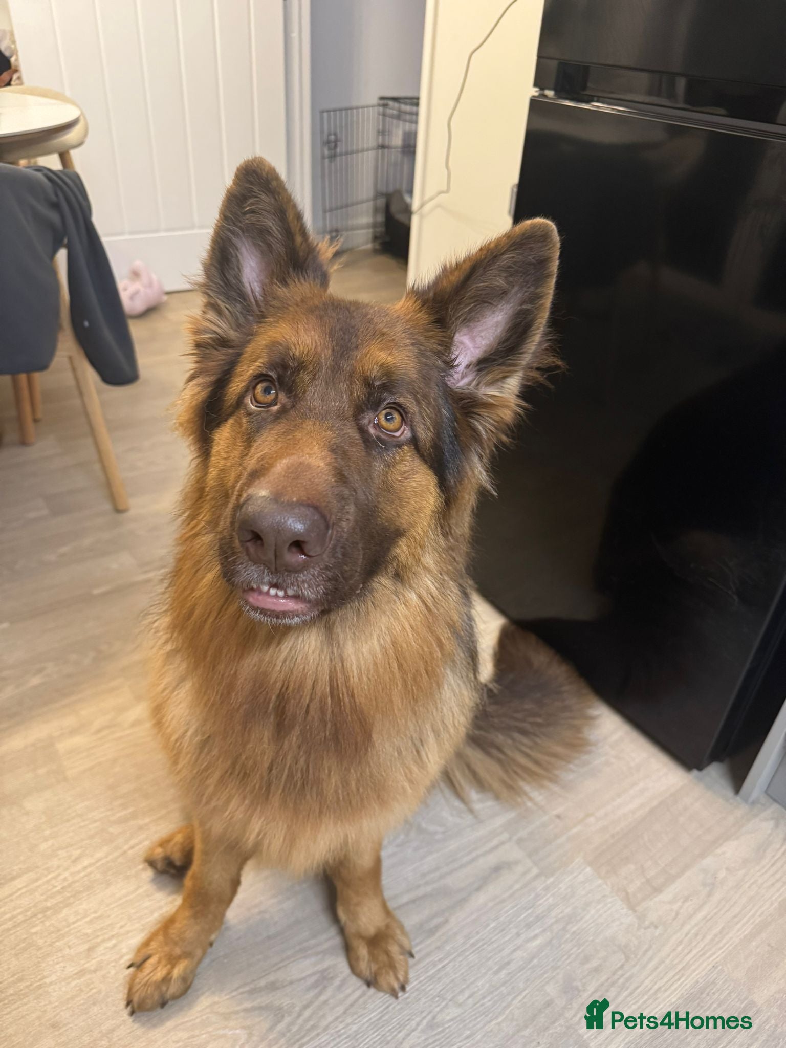 German Shepherd dogs German shep 20 months  - Advert 1