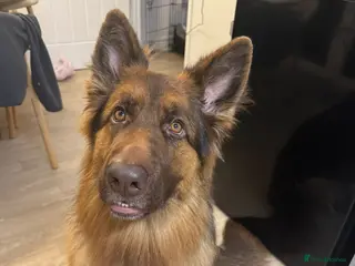 German Shepherd dogs German shep 20 months - Advert 1