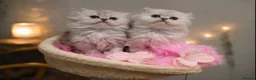 Persian cats for stud: ⭐️PERSIAN CHINCHILLA PEDIGREE PKD/FELV CLEAR STUD - Advert 11