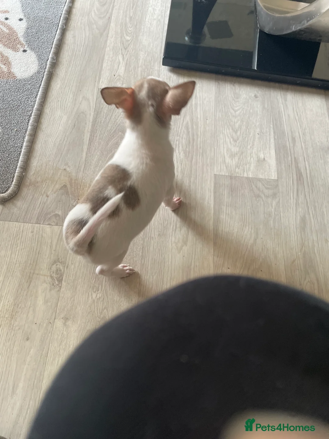 Jack Chi dogs for sale: Puppies  - Advert 4