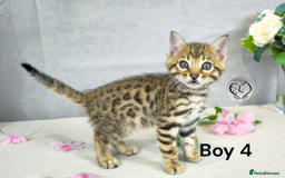 Bengal cats for sale: 3 brown bengal boys - Image 18