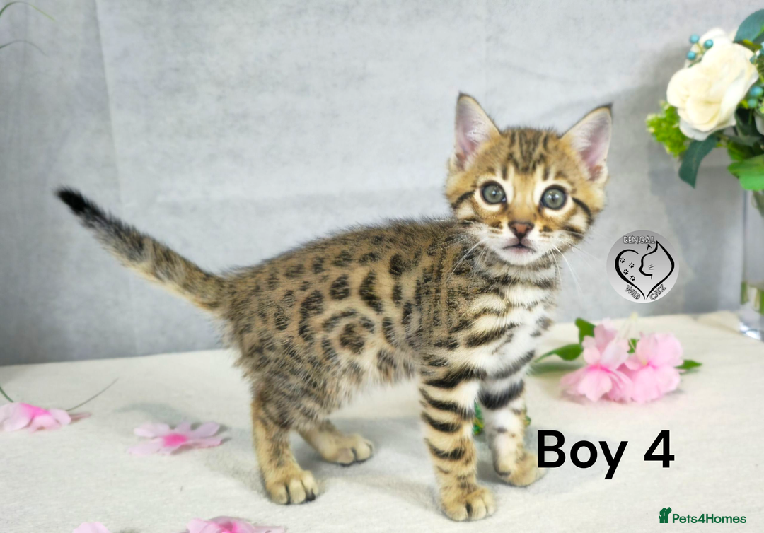 Bengal cats for sale: 3 brown bengal boys - Image 18